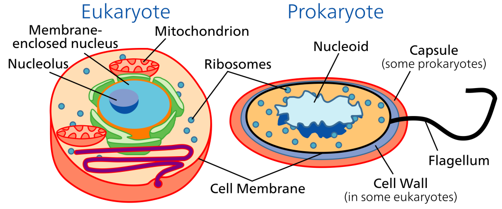 Text Box:  

Comparison of prokaryotic and eukaryotic cells. Not to scale. 
(image credit: NCBI, public domain)
